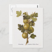 Gooseberry 'Crompton's Sheba Queen' Briefkaart (Voorkant / Achterkant)