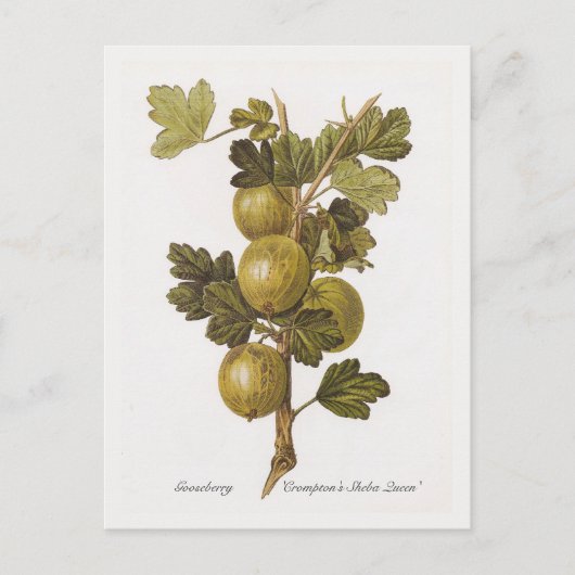 Gooseberry 'Crompton's Sheba Queen' Briefkaart (Voorkant)