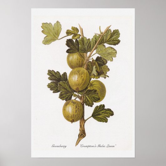 Gooseberry 'Crompton's Sheba Queen' Poster (Voorkant)