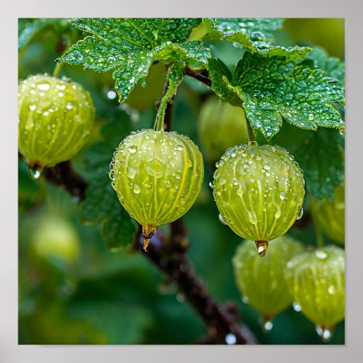 Gooseberry natuur kunst poster (Voorkant)