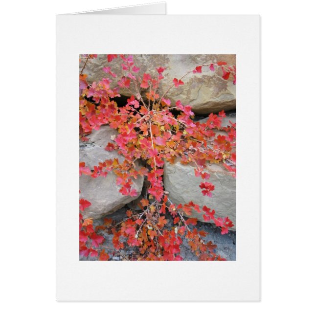 Gooseberry Struik Card (Voorkant)