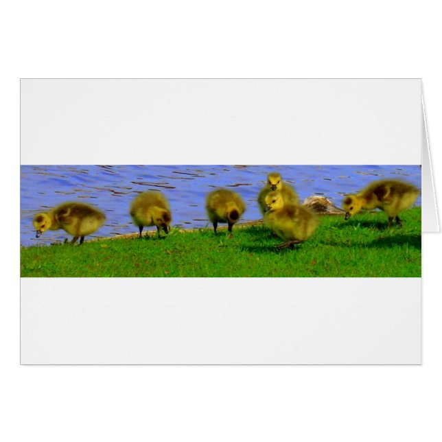 gooselings (Voorkant Horizontaal)