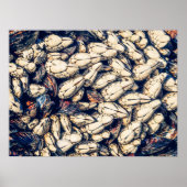 Gooseneck Barnacles & Mussels, Westkust Canada Poster (Voorkant)