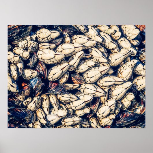 Gooseneck Barnacles & Mussels, Westkust Canada Poster (Voorkant)