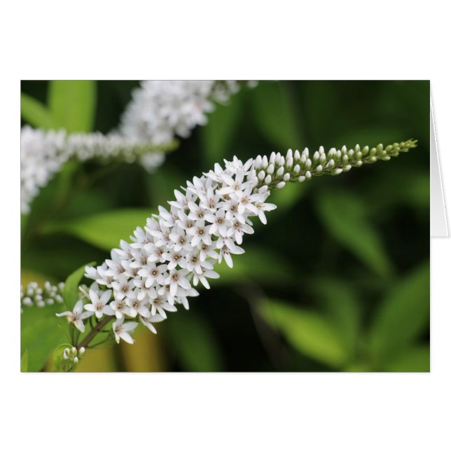 Gooseneck Loosestrife (Voorkant Horizontaal)