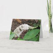 Gooseneck Loosestrife Kaart (Voorkant)