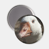 Goosey goosey magneet (Voorkant / Achterkant)