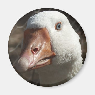 Goosey goosey magneet