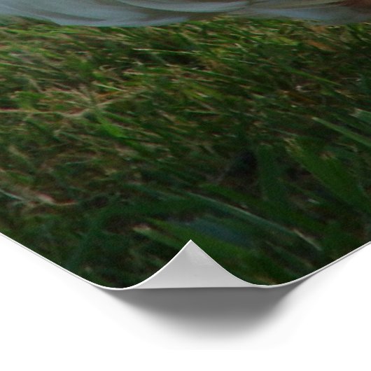 Goosey Poster (Hoek)