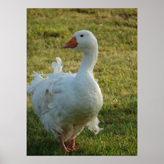 Goosey Poster (Voorkant)