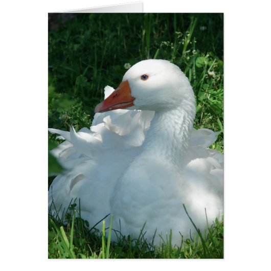 Goosey the Sebbie (Voorkant)