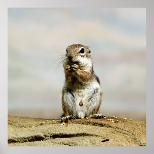 Gopher_005 Poster (Voorkant)