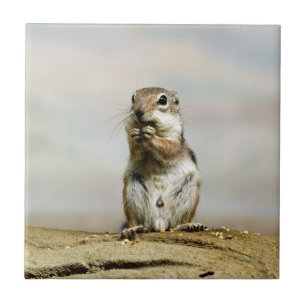 Gopher_005 Tegeltje