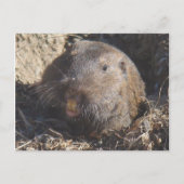 Gopher Briefkaart (Voorkant)