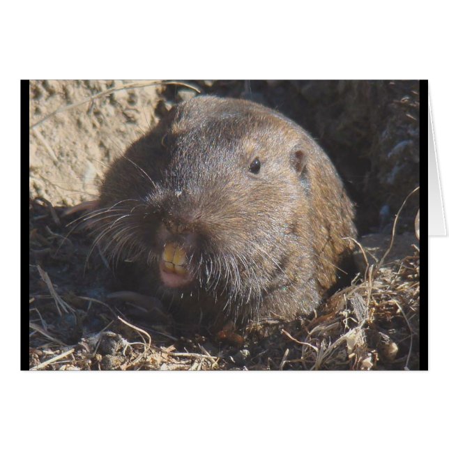 Gopher Card (Voorkant Horizontaal)