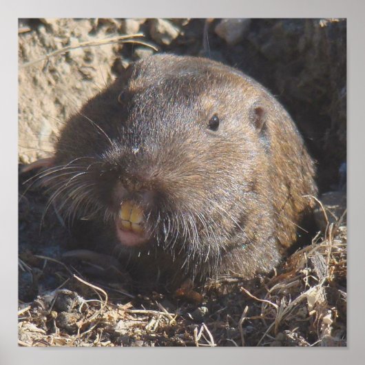 Gopher Poster (Voorkant)