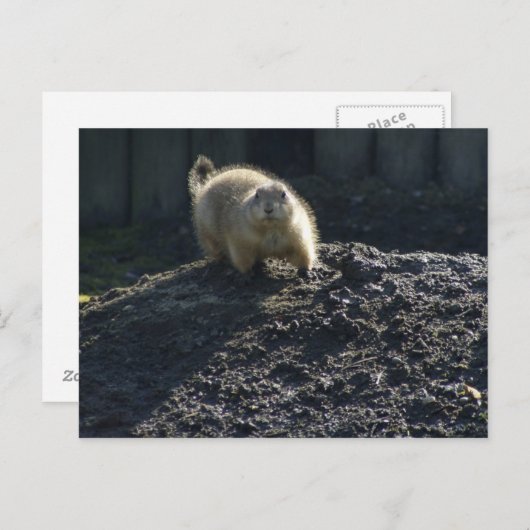 Gopher Poster Briefkaart (Voorkant / Achterkant)