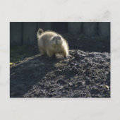 Gopher Poster Briefkaart (Voorkant)
