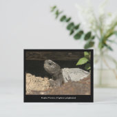 Gopher schildpad op de uitkijk briefkaart (Staand voorkant)