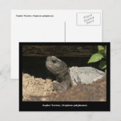 Gopher schildpad op de uitkijk briefkaart (Voorkant / Achterkant)