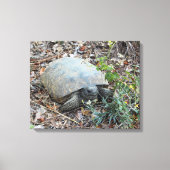 Gopher schildpad op Morning Stroll Canvas Afdruk (Voorkant)