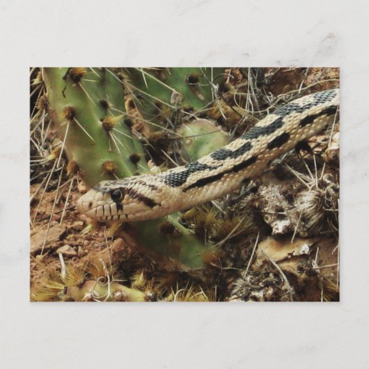 Gopher Snake Blank Briefkaart (Voorkant)