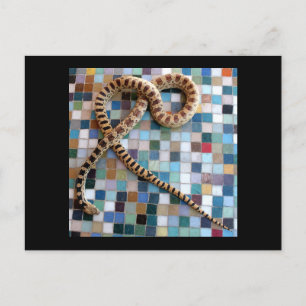 Gopher Snake Wonder Valley Briefkaart