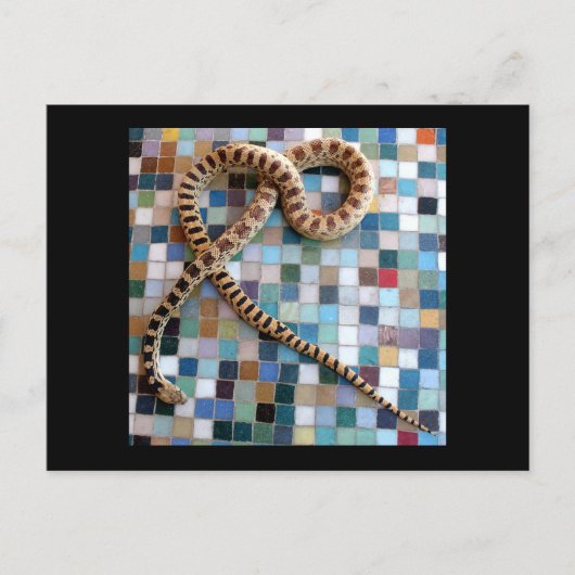 Gopher Snake Wonder Valley Briefkaart (Voorkant)