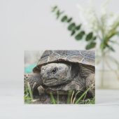 Gopher Tortoise Briefkaart (Staand voorkant)