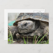 Gopher Tortoise Briefkaart (Voorkant / Achterkant)