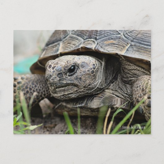 Gopher Tortoise Briefkaart (Voorkant)
