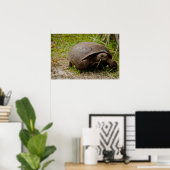 Gopher Tortoise Eats Grass Poster (Thuiskantoor)