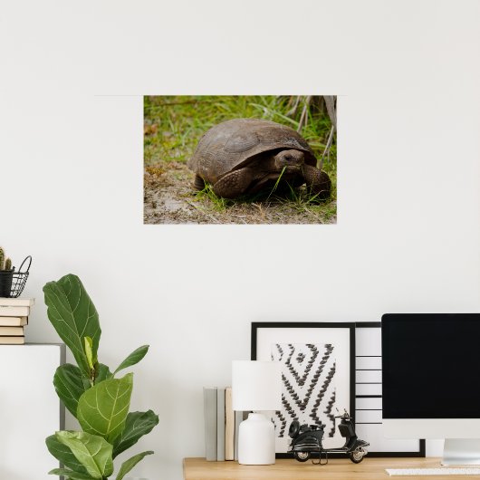 Gopher Tortoise Eats Grass Poster (Thuiskantoor)