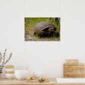 Gopher Tortoise Eats Grass Poster (Keuken)
