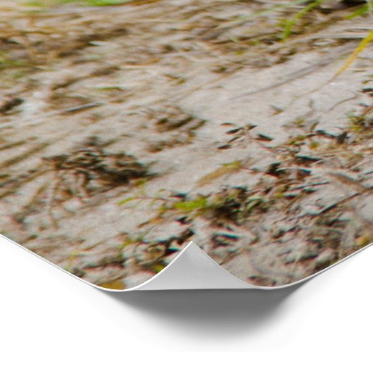 Gopher Tortoise Eats Grass Poster (Hoek)