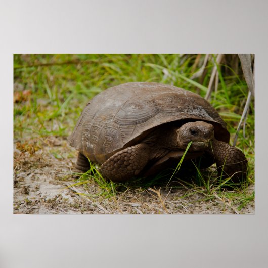 Gopher Tortoise Eats Grass Poster (Voorkant)