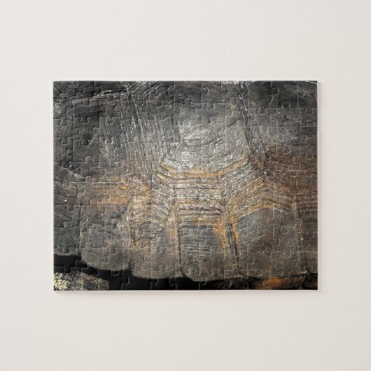 Gopher Tortoise Shell Legpuzzel (Horizontaal)