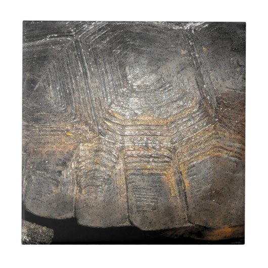 Gopher Tortoise Shell Tegeltje (Voorkant)