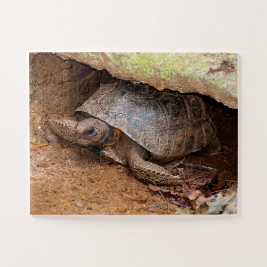 Gopher Turtle Legpuzzel (Horizontaal)