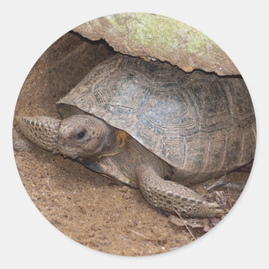Gopher Turtle Ronde Sticker (Voorkant)