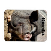 Gorda Magnet Magneet (Horizontaal)