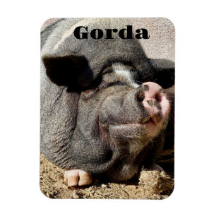 Gorda Magnet Magneet