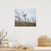 Gordel IJsvogel Foto Poster (Keuken)