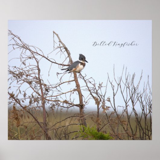 Gordel IJsvogel Foto Poster (Voorkant)