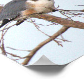 Gordel IJsvogel Foto Poster (Hoek)