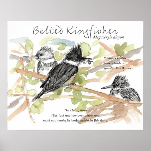 Gordel IJsvogel Vogel Minnow Vis Bomen Poster (Voorkant)
