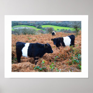Gordeld koeien van het ras Belted Galloway Poster