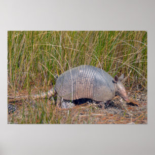 Gordeldier, Bear Island Wildlife Area, S. Carolina Poster