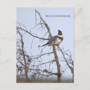 Gordelijsterfotopostkaart Briefkaart