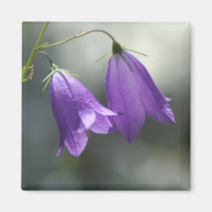 gordels van geheimen magnet